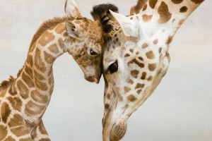 動物たちの親子愛を感じる心温まる写真15選