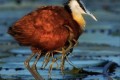 この鳥、何本も足が生えているんですけど...その鳥の名は「レンカク」