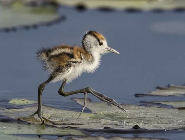baby_jacana_birds_are_the_kings_at_hitching_a_ride_640_06r
