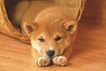 「なでてほしい」とお願いする柴犬のかわいさにやられた