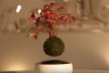 なにこれ欲しい!宙に浮く盆栽“空中盆栽(Air Bonsai)”に心を奪われた