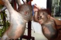 2匹の赤ちゃんオランウータンが初めて出会って仲良くなるまで