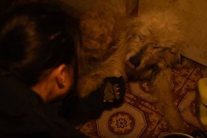 悪質ブリーダーによって劣悪な環境で育った1匹の犬が救出され感謝の「お手」を。