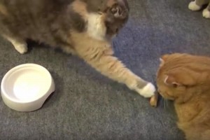 【親子愛】子どもにおやつを分け与える優しい親猫