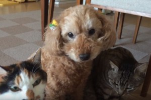 すっかり猫になりきっているトイプードルが可愛い