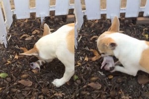 安らかに眠れるように。冷たくなった我が子を土に還す母犬の愛