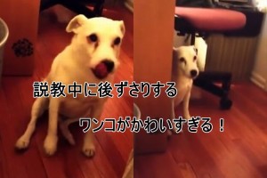 「マズイことしちゃった...」いたずらがバレて後ずさりしながら消えていくワンコが可愛すぎ