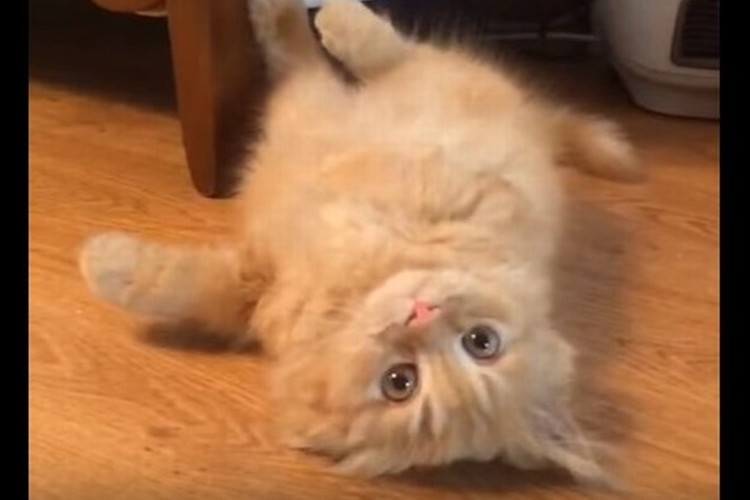 ソファーに下に隠れている猫を呼んでみると、独特な出かたで出てきた―！超かわいい！