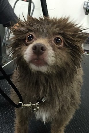 inu kuma