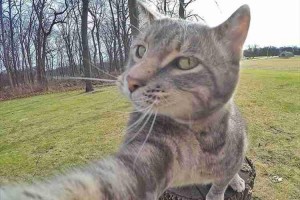 「目線はこんな感じかな...」しっかりポーズを決めて自撮りするネコが可愛い！