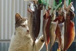 「塩加減がポイントなんだニャ～」本物の干物職人の真剣な眼差しが話題に！