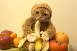 【動画】「バナナでも食べるか…」申年にちなんで“サルのぬいぐるみを着た猫”が話題に！