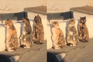ミーアキャットかよ！同じ動きをする3匹の猫が「一体何なんだ？」と話題に！