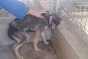 【動画】これまで虐待を受け続けていた犬…優しくされて次第に心を開いていく様子