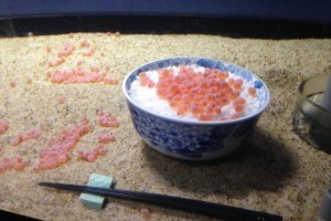徐々に孵化していく…上越水族館のサケの卵の展示がシュールすぎると話題に！