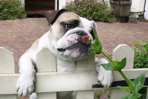 甘い花の香りに幸せいっぱい♪小さな動物から大きな動物まで【13選】