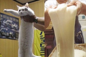 餅職人がつきたての餅をのばす匠の技。途中で間違えて、猫ものばしちゃった。