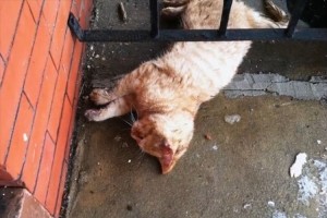 【動画】“凍りつき、全く動かなかった猫”が助けられて無事に生還するまで