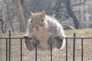 昨年末の暖冬の影響により、“リスが太ってトトロ化”していると話題に！
