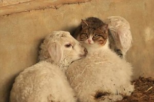 「ここにいてもいいかニャ？」気温マイナス35度…寒さに我慢できず羊で暖をとる