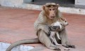 【犬猿の仲】まるで我が子のように。サルが子犬を保護し育て続ける姿が話題に