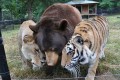深い絆で結ばれた3頭はいつも一緒!凄惨な子ども時代を乗り越えた3頭の種族を越えた友情!