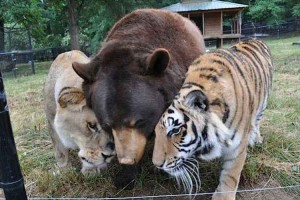 深い絆で結ばれた3頭はいつも一緒！凄惨な子ども時代を乗り越えた3頭の種族を越えた友情！