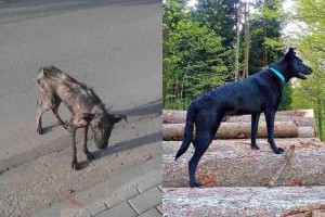 餓死寸前の犬が奇跡の回復を見せた背景にはひとりの女性の優しさがあった