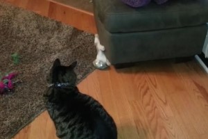 「スキありにゃっ」イタズラ好きの子猫が繰り出す三連撃がカッコ良い！