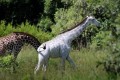 美しすぎるキリン!?タンザニアに世にも珍しい白い肌のキリンがいるらしい