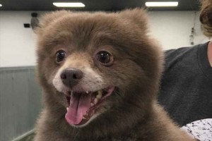 小熊？それとも犬？インターネット上で1枚の画像が話題に！