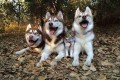 「ハスキー、ハスキー、ネコ、ハスキー」4匹はいつも一緒の仲良し家族