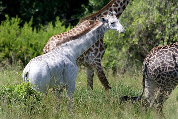 white-giraffe-leucism-albino-rare-animals-omo-tanzania-11r