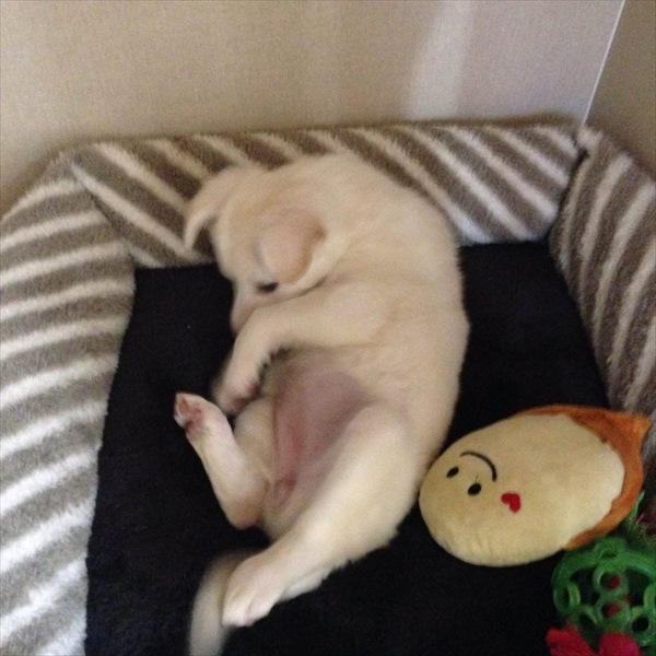 12717673_451509738373614_2674895019477430969_n_R