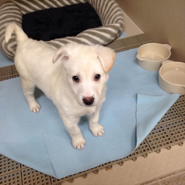 12741868_453333894857865_3832329713741466168_n_R