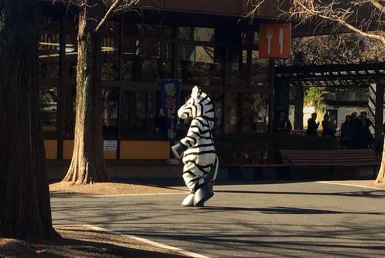 上野動物園でシマウマが脱走!?訓練の様子がシュールで笑った