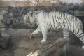 確かに見える!ホワイトタイガーを見てあるモノを思い出した。