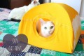 いらなくなったTシャツを猫用テントにしちゃうニャン♪