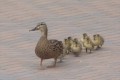 風で吹き飛ばされてもすぐに整列するカルガモの親子がかわいい