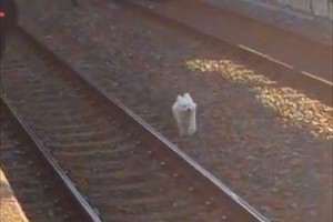 【動画】東武スカイツリーラインが遅延した原因！駅員さんは必死で捕まえようとするも…
