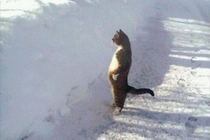「結構積もってるニャ…」雪を眺めている猫がオッサンにしか見えないと話題に！