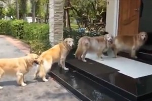 【動画】飼い主に足を拭いてもらうために“一列に並んで待つ4匹のワンコ”