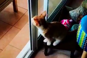 【動画】今、そこにガラスがあると思ったでしょ!と思わざるをえないニャンコの行動