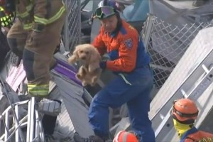 犬だって人間と同じ命！一匹の犬の救助に尽力した隊員達…命をつなぐリレーが話題！