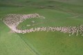 【空撮動画】思わず見入ってしまう…牧羊犬がヒツジの群れを誘導する様子