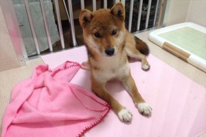 “ペットを売らないペットショップ”が話題に！ペット販売→里親を探す譲与事業へ