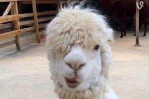 【動画】ムシャムシャと草を食べているだけのアルパカがジワジワくる