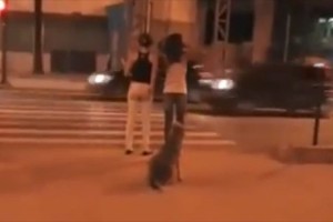 【動画】犬の方がえらい！信号を無視して渡る女性たちと青になるまで待つ犬