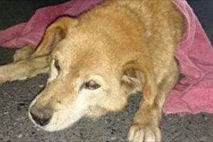 「どうしても気持ちは入ってしまった」老犬を救出した警察官達の行動に称賛の声