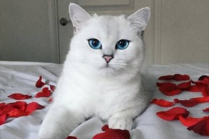 宝石のようなブルーの瞳を持つブリティッシュショートヘア！見た人を虜にする魔性のネコが美しすぎる！